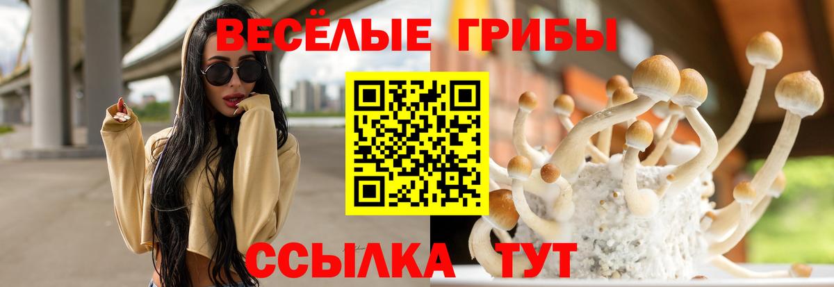 Псилоцибиновые грибы Psilocybe Петрозаводск